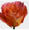 ΤΡΙΑΝΤΑΦΥΛΛΑ ΠΟΡΤΟΚΑΛΙ 40εκ. ROSEN FREE SPIRIT 40cm.